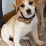 Bubbles joined the competition — help win amazing prizes! puppy, dog, bow_tie, leopard_print, sitting, indoor, tile_floor, brown_and_white, cute, pet, animal, collar, young_dog, flooring, companion, looking_at_camera, adorable, domestic_animal, short_hair, canine