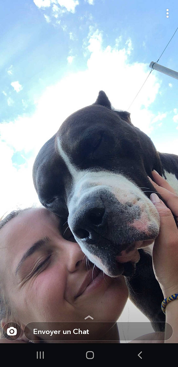 Titan participe au concours pour gagner de l'argent avec cette photo : american_bulldog, american_pit_bull_terrier, american_staffordshire_terrier, bandog, bully_kutta, canidae, carnivore, dog, dog_breed, ear, fawn, head, mammal, non_sporting_group, nose, pit_bull, puppy_love, snout