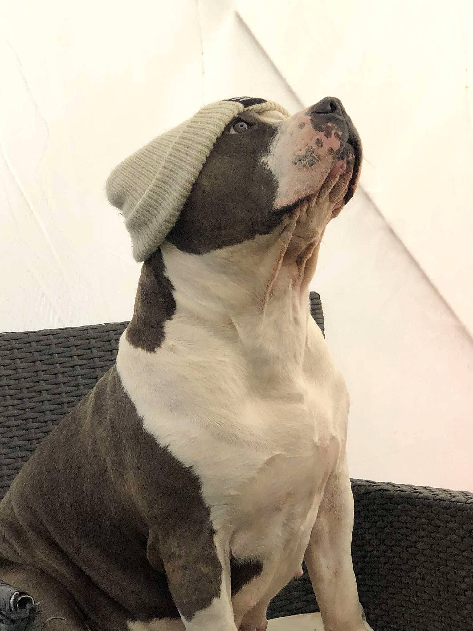 Xena participe au concours pour gagner de l'argent avec cette photo : american_bulldog, american_pit_bull_terrier, american_staffordshire_terrier, bandog, bully_kutta, canidae, carnivore, companion_dog, dog, dog_breed, fawn, mammal, non_sporting_group, pit_bull, rare_breed_dog, snout, sporting_group, valley_bulldog, vertebrate