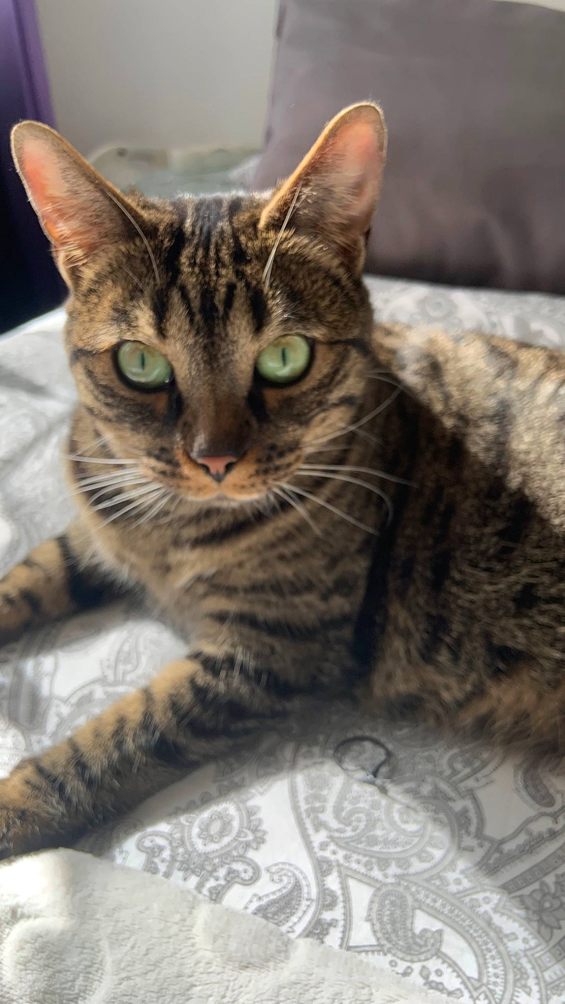Oggy