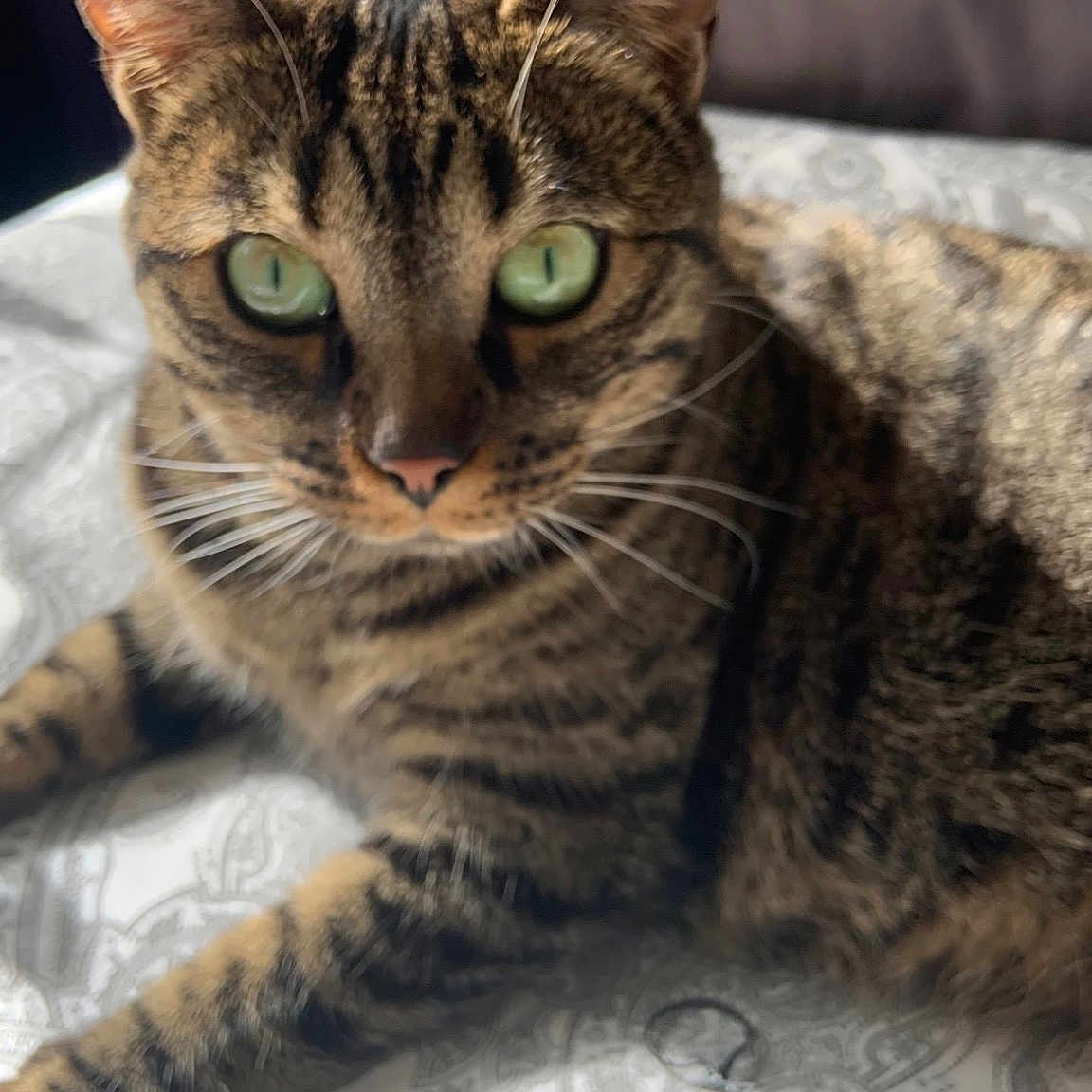 Oggy