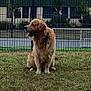 dog, golden_retriever, grass, fence, outdoor, pet, canine, animal, sitting, tongue_out, collar, nature, park, mammal, fur, friendly, daytime, quiet, leisure, companion