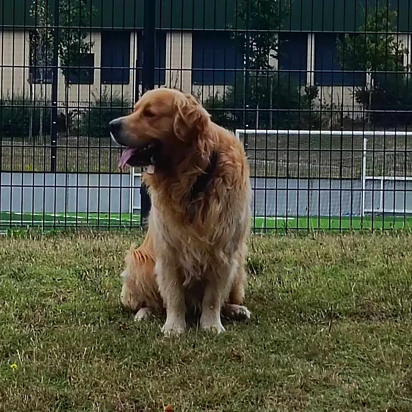 Samy a rejoint le concours — aidez-le/la à gagner de superbes lots ! animal, canine, collar, companion, daytime, dog, fence, friendly, fur, golden_retriever, grass, leisure, mammal, nature, outdoor, park, pet, quiet, sitting, tongue_out