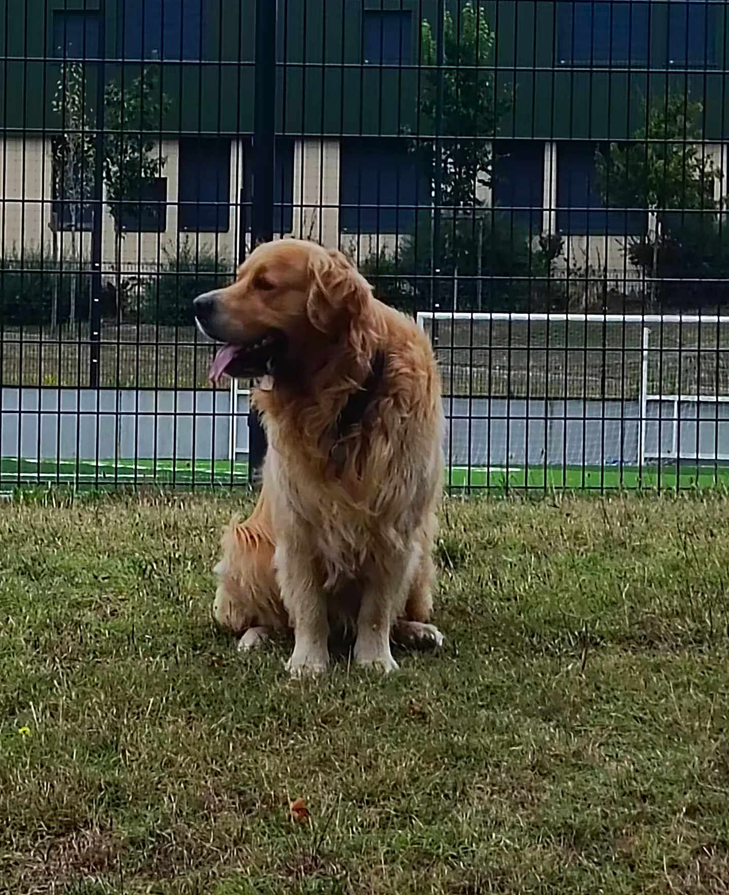 Samy a rejoint le concours — aidez-le/la à gagner de superbes lots ! dog, golden_retriever, grass, fence, outdoor, pet, canine, animal, sitting, tongue_out, collar, nature, park, mammal, fur, friendly, daytime, quiet, leisure, companion