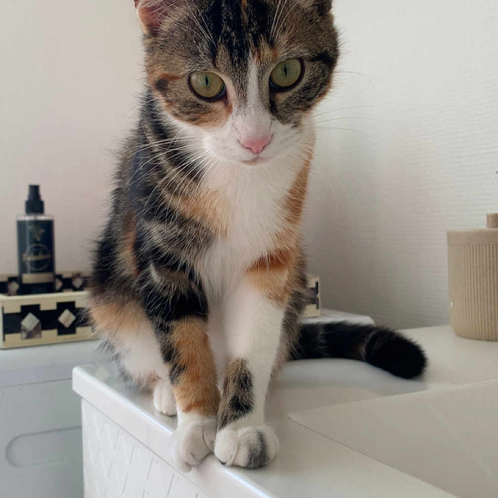 Nina