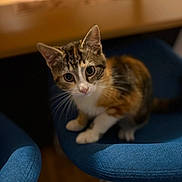 Nina a rejoint le concours — aidez-le/la à gagner de superbes lots ! cat, kitten, calico, blue_chair, indoor, furniture, wooden_table, pet, animal, cute, curious, whiskers, sitting, young, domestic, feline, looking_up, soft_light, closeup, cozy