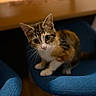 cat, kitten, calico, blue_chair, indoor, furniture, wooden_table, pet, animal, cute, curious, whiskers, sitting, young, domestic, feline, looking_up, soft_light, closeup, cozy