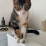 cat, calico_cat, pet, animal, indoor, bathroom, counter, white, feline, curious, sitting, domestic_cat, fur, whiskers, ears, eyes, plant, shelf, clean, household