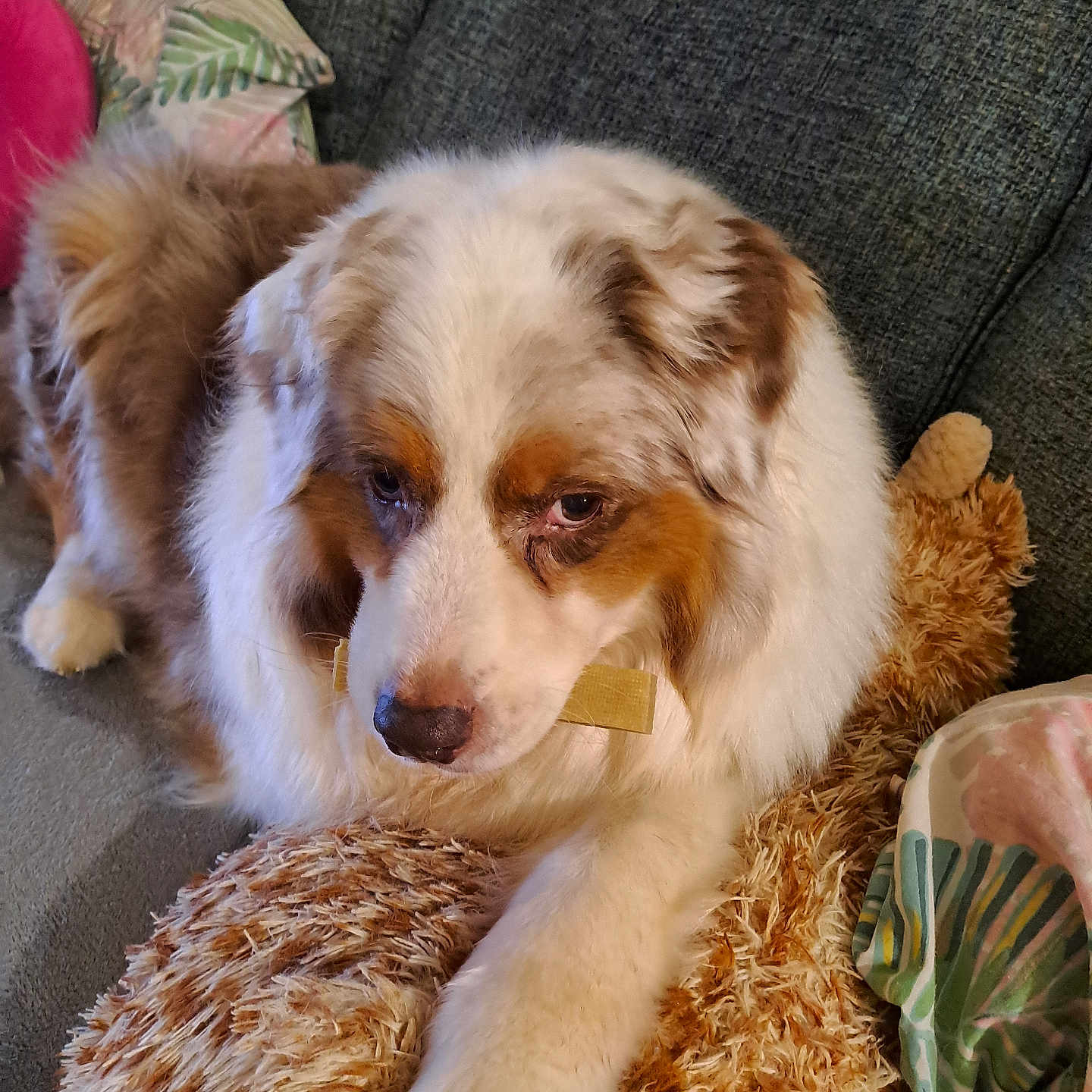 Lyloo participe au concours pour gagner de l'argent avec cette photo : animal, australian_shepherd, brown, comfort, companion, couch, cozy, cute, dog, fluffy, fur, home, indoor, paw, pet, plush_toy, relaxed, resting, snuggle, white
