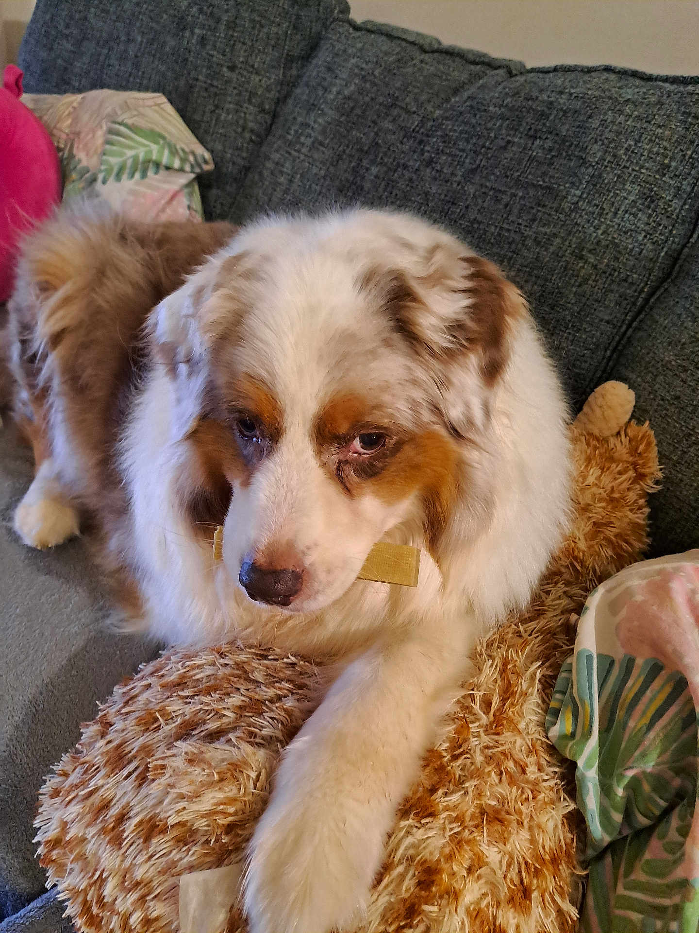 Lyloo participe au concours pour gagner de l'argent avec cette photo : animal, australian_shepherd, brown, comfort, companion, couch, cozy, cute, dog, fluffy, fur, home, indoor, paw, pet, plush_toy, relaxed, resting, snuggle, white