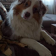 Lyloo a rejoint le concours — aidez-le/la à gagner de superbes lots ! dog, fluffy, couch, blanket, indoor, pet, fur, relaxed, curious, brown, white, ears, paws, living_room, window, curtain, furniture, domestic_animal, companion, cozy