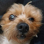Gros a rejoint le concours — aidez-le/la à gagner de superbes lots ! adorable, animal, black_nose, brown_fur, close_up, cute, dog, expression, face, fluffy, fur, indoor, looking, mammal, nose, pet, portrait, small_dog, whiskers, wide_eyes
