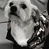 Gros participe au concours pour gagner de l'argent avec cette photo : dog, pet, camouflage, jacket, clothing, fur, indoor, animal, cute, portrait, small_dog, looking_up, sitting, furry, mammal, companion, domestic_animal, wearing_clothes, black_and_white, canine