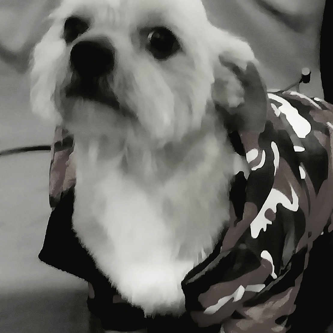 Gros participe au concours pour gagner de l'argent avec cette photo : dog, pet, camouflage, jacket, clothing, fur, indoor, animal, cute, portrait, small_dog, looking_up, sitting, furry, mammal, companion, domestic_animal, wearing_clothes, black_and_white, canine