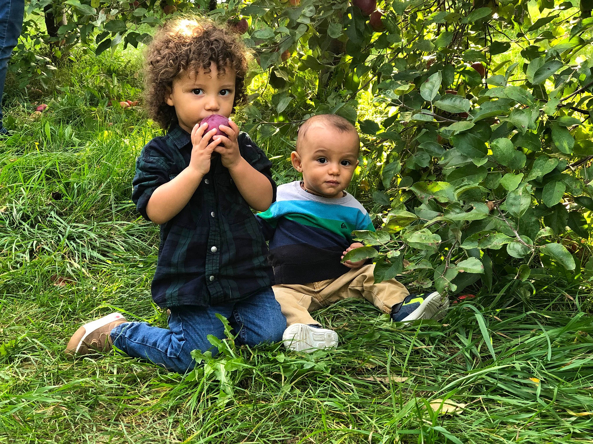 Joan-manuel participe au concours pour gagner de l'argent avec cette photo : baby, baby_toddler_clothing, child, fruit, garden, grass, green, groundcover, happy, jeans, lawn, leaf, natural_landscape, people_in_nature, person, plant, shrub, sitting, terrestrial_plant, toddler