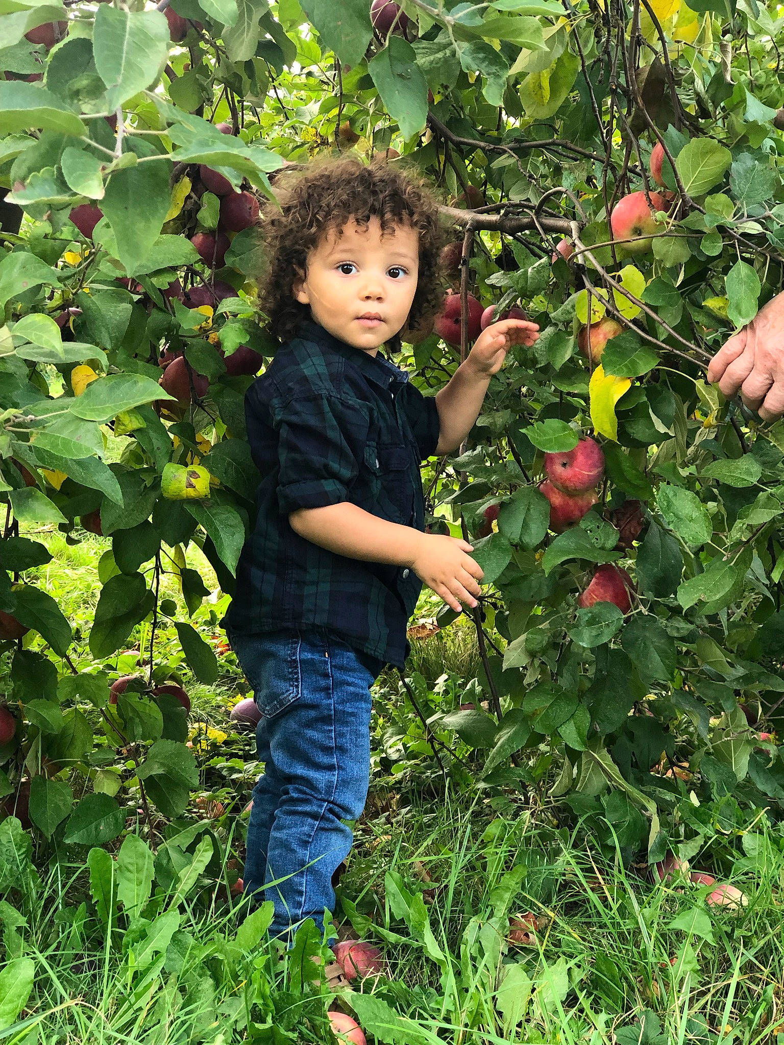 Joan-manuel participe au concours pour gagner de l'argent avec cette photo : apple, botany, citrus, flowering_plant, food, fruit, fruit_tree, grass, groundcover, happy, leaf, people_in_nature, person, plant, produce, rose_family, rose_order, shrub, toddler, tree