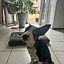 Ronnie is registered to the contest to win money with this photo: dog, indoor, tile_floor, plant, potted_plant, dog_bed, curtains, window, pet, black_and_white, ear_up, head_tilt, collar, floor, home, daylight, furniture, cozy, animal, cute