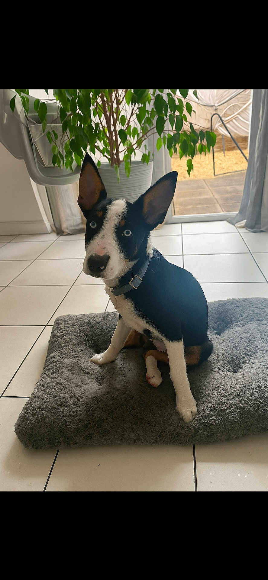 Ronnie is registered to the contest to win money with this photo: puppy, dog, blue_eyes, indoor, plant, gray_mat, tile_floor, curious, sitting, pet, collar, ears_up, natural_light, window, door, home_interior, floor, young, cute, animal