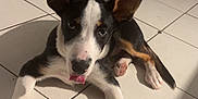 Ronnie joined the competition — help win amazing prizes! puppy, dog, pet, floor, tile, ears, tongue, bed, wooden_table, indoor, animal, cute, young_dog, black_and_white, brown_markings, looking_up, resting, shadow, home, playful