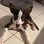 puppy, dog, pet, floor, tile, ears, tongue, bed, wooden_table, indoor, animal, cute, young_dog, black_and_white, brown_markings, looking_up, resting, shadow, home, playful