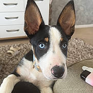 Ronnie is registered to the contest to win money with this photo: puppy, dog, blue_eyes, ears, close_up, living_room, furniture, carpet, television, collar, pet, cute, animal, indoor, resting, person_leg, black_and_white, pink_nose, paw, home