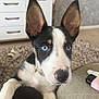 puppy, dog, blue_eyes, ears, close_up, living_room, furniture, carpet, television, collar, pet, cute, animal, indoor, resting, person_leg, black_and_white, pink_nose, paw, home