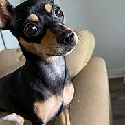 Penelope joined the competition — help win amazing prizes! alert, animal, black_and_tan, canine, close_up, companion, couch, cute, dog, domestic_animal, ears_up, fur, indoor, living_room, looking_up, paw, pet, small_dog, snout, whiskers