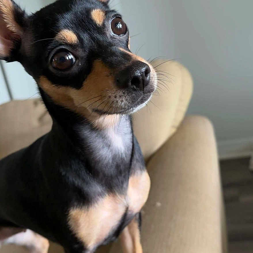 Penelope
