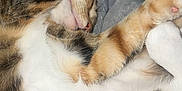 Mee Mee is registered to the contest to win money with this photo: cat, tabby, sleeping, relaxed, paws, fur, whiskers, closeup, indoor, blanket, cozy, pet, animal, cute, resting, soft, feline, napping, comfort, domestic