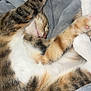 cat, tabby, sleeping, relaxed, paws, fur, whiskers, closeup, indoor, blanket, cozy, pet, animal, cute, resting, soft, feline, napping, comfort, domestic