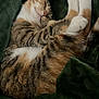 Mee Mee is registered to the contest to win money with this photo: cat, tabby, sleeping, paws, blanket, green, fur, cozy, relaxation, pet, animal, cute, whiskers, resting, indoor, soft, comfort, closeup, mammal, peaceful