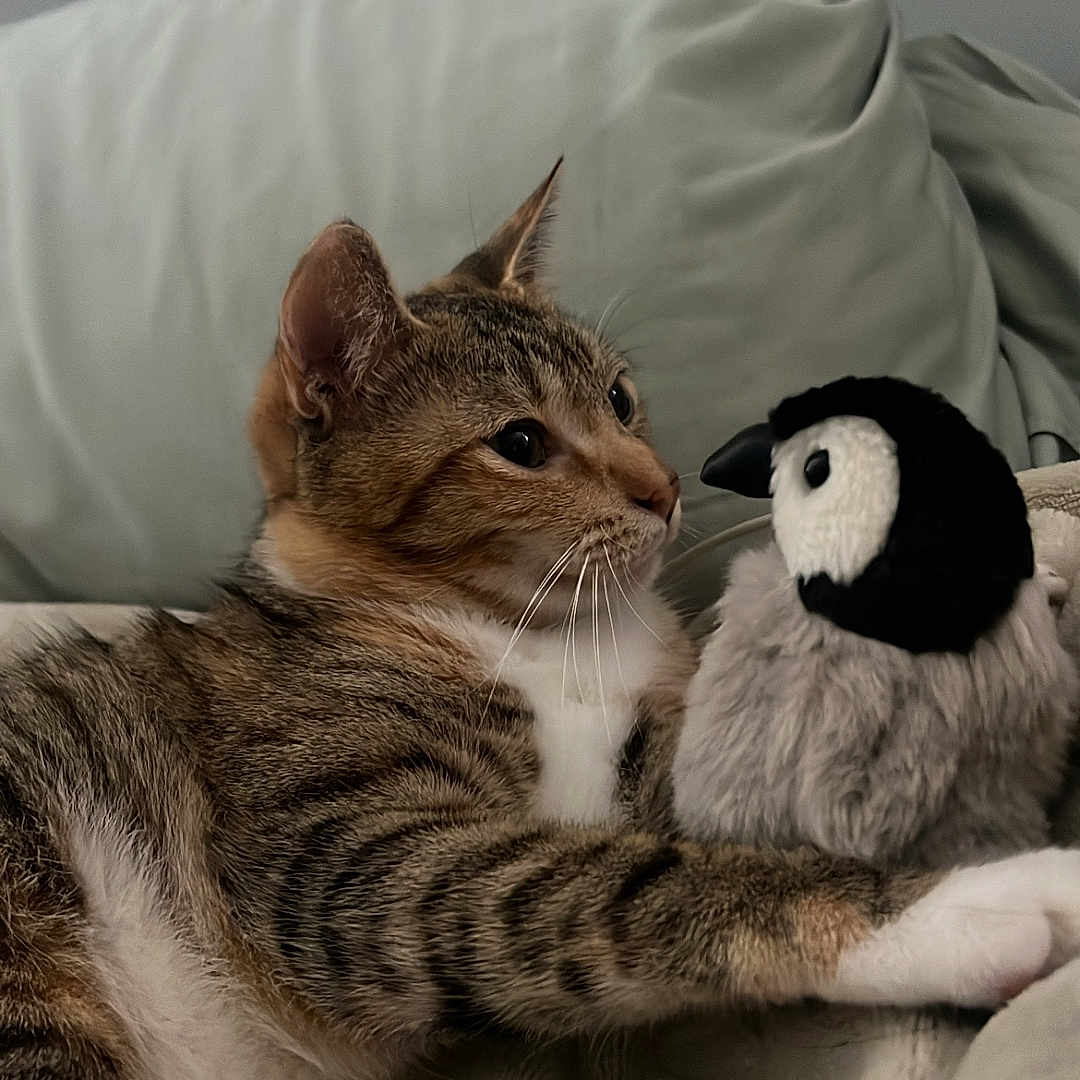 Mee Mee joined the competition — help win amazing prizes! animal, blanket, cat, closeup, couch, cozy, curious, friendship, fur, home, indoor, paw, penguin, pet, playful, relaxed, soft_toy, stuffed_toy, tabby_cat, whiskers