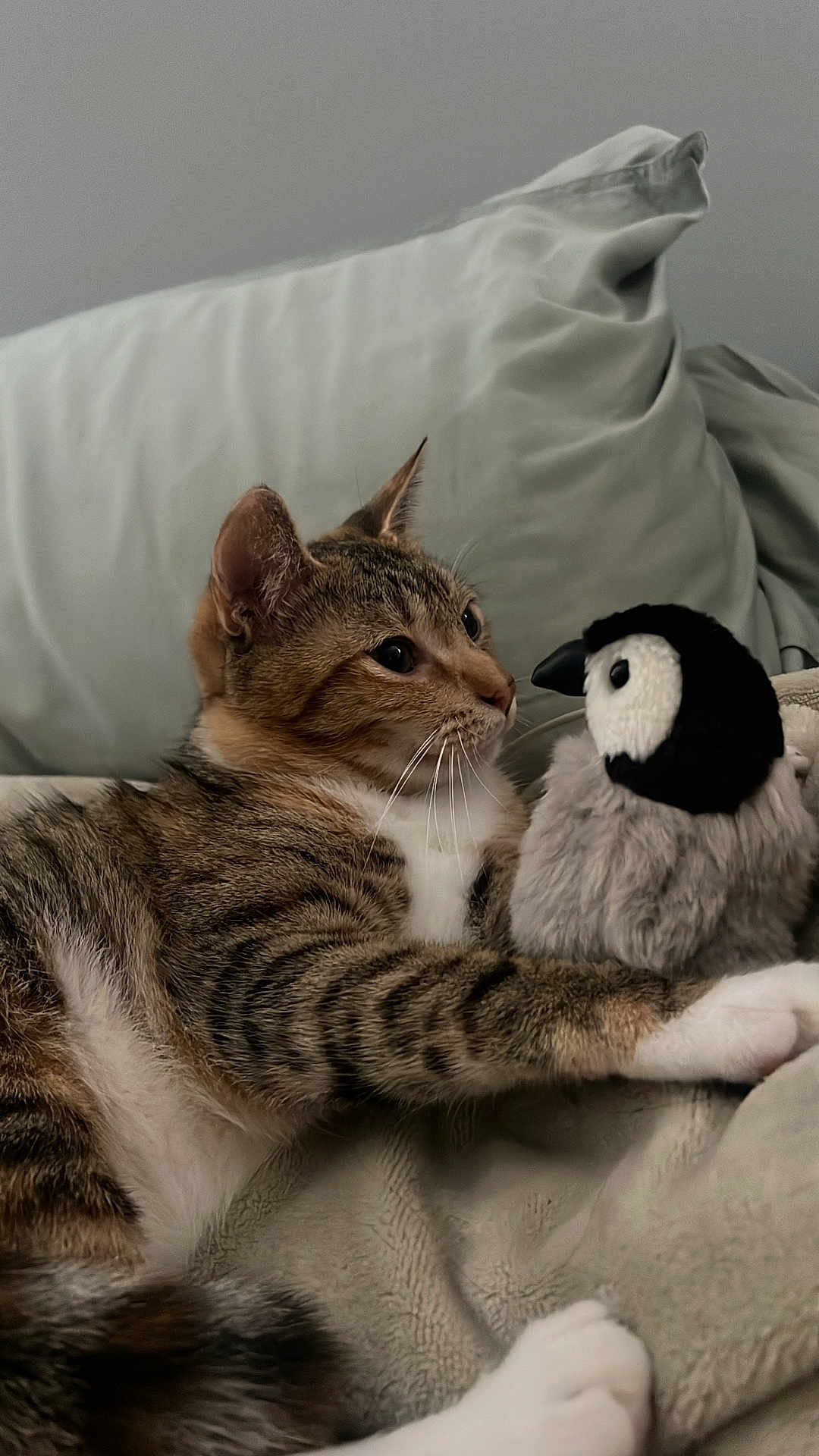 Mee Mee joined the competition — help win amazing prizes! cat, tabby_cat, stuffed_toy, penguin, blanket, cozy, indoor, pet, fur, whiskers, paw, couch, relaxed, curious, animal, soft_toy, home, closeup, friendship, playful