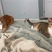 Mee Mee joined the competition — help win amazing prizes! cat, cats, bed, blanket, furry, indoor, pet, relaxed, sleepy, tabby, orange_cat, white, fur, animal, domestic, cozy, resting, two_animals, room, floor