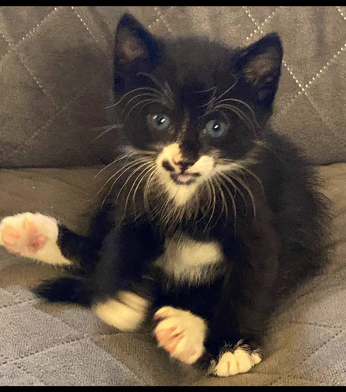 Joker is registered to the contest to win money with this photo: black_cat, carnivore, cat, claw, domestic_short_haired_cat, felidae, fur, monochrome, monochrome_photography, paw, small_to_medium_sized_cats, snout, still_life_photography, tail, tints_and_shades, whiskers, window