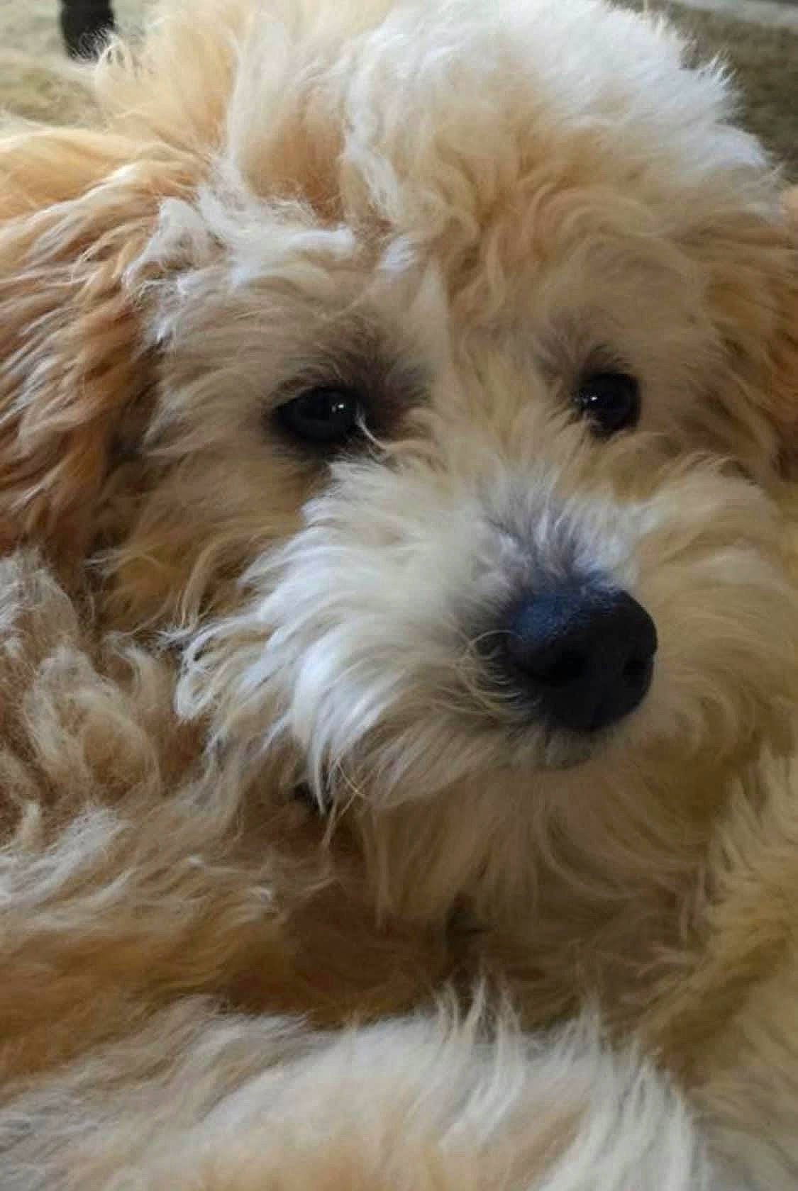 Sir Beldon is registered to the contest to win money with this photo: canidae, carnivore, cavachon, cavapoo, cockapoo, companion_dog, dog, dog_breed, dutch_smoushond, havanese, maltepoo, mammal, poodle_crossbreed, puppy, schnoodle, shih_poo, snout, sporting_lucas_terrier, terrier, vertebrate