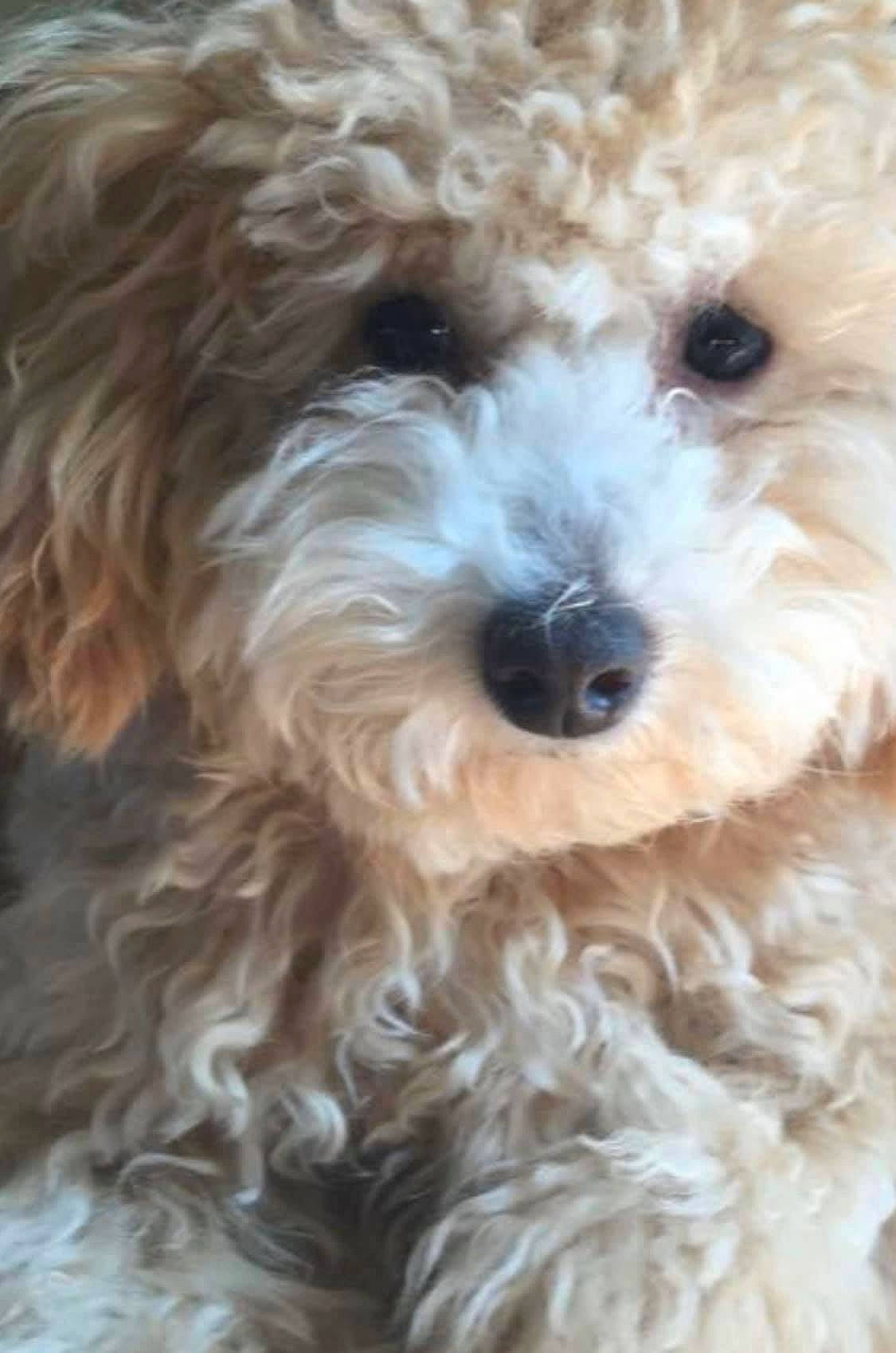 Sir Beldon joined the competition — help win amazing prizes! bolognese, bolonka, canidae, carnivore, cavapoo, cockapoo, dog, dog_breed, havanese, maltepoo, mammal, miniature_poodle, poodle, poodle_crossbreed, puppy, schnoodle, shih_poo, terrier, toy_poodle, vertebrate