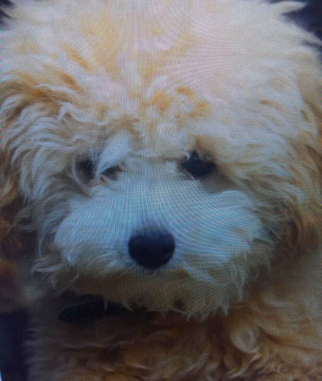 Sir Beldon joined the competition — help win amazing prizes! canidae, carnivore, cavachon, close_up, dog, dog_breed, eye, fur, maltese, nose, plush, puppy, rare_breed_dog, snout, west_highland_white_terrier, whiskers