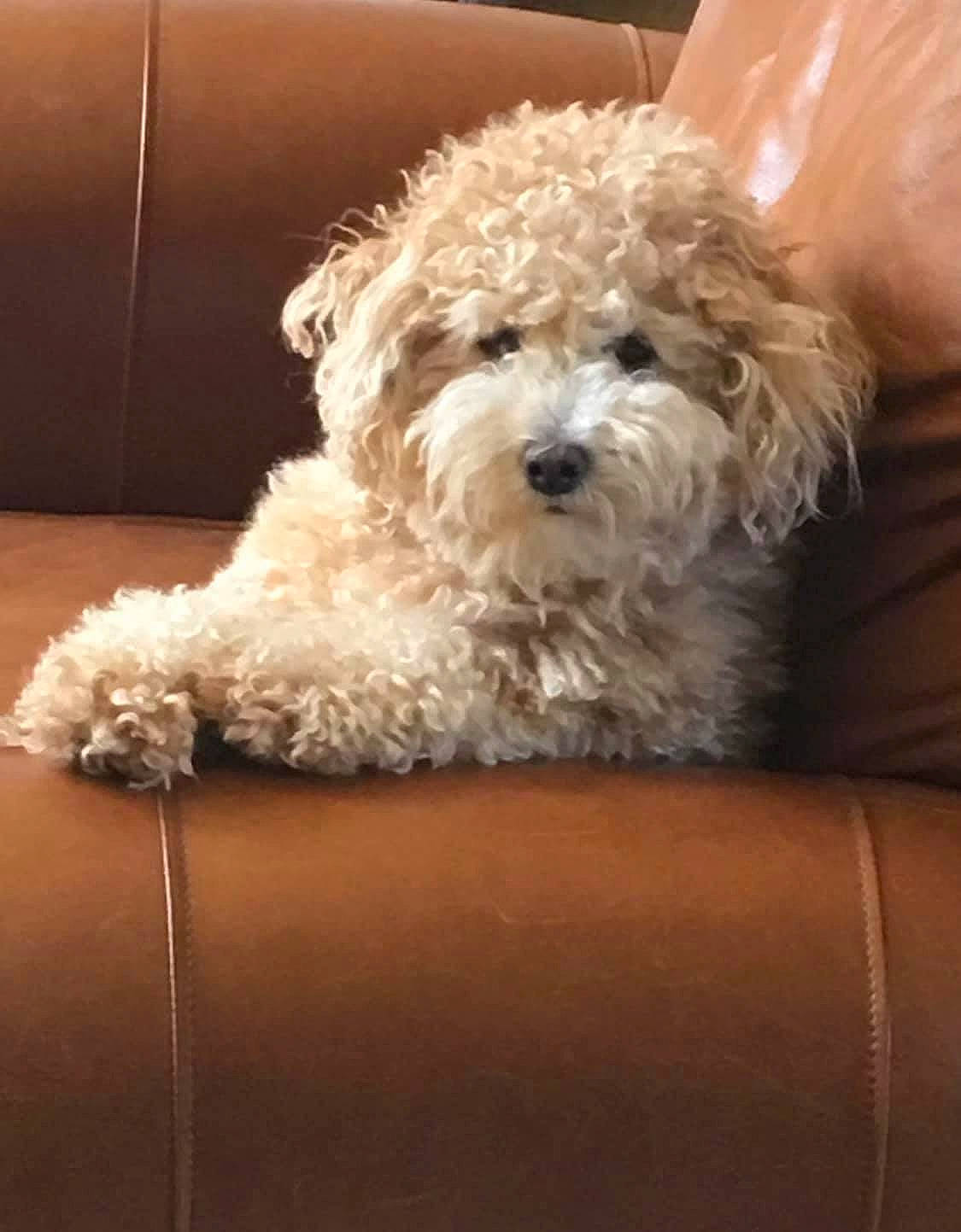 Sir Beldon is registered to the contest to win money with this photo: bolognese, bolonka, canidae, carnivore, cavapoo, cockapoo, companion_dog, dog, dog_breed, havanese, maltepoo, maltese, mammal, miniature_poodle, poodle, poodle_crossbreed, puppy, schnoodle, toy_poodle, vertebrate