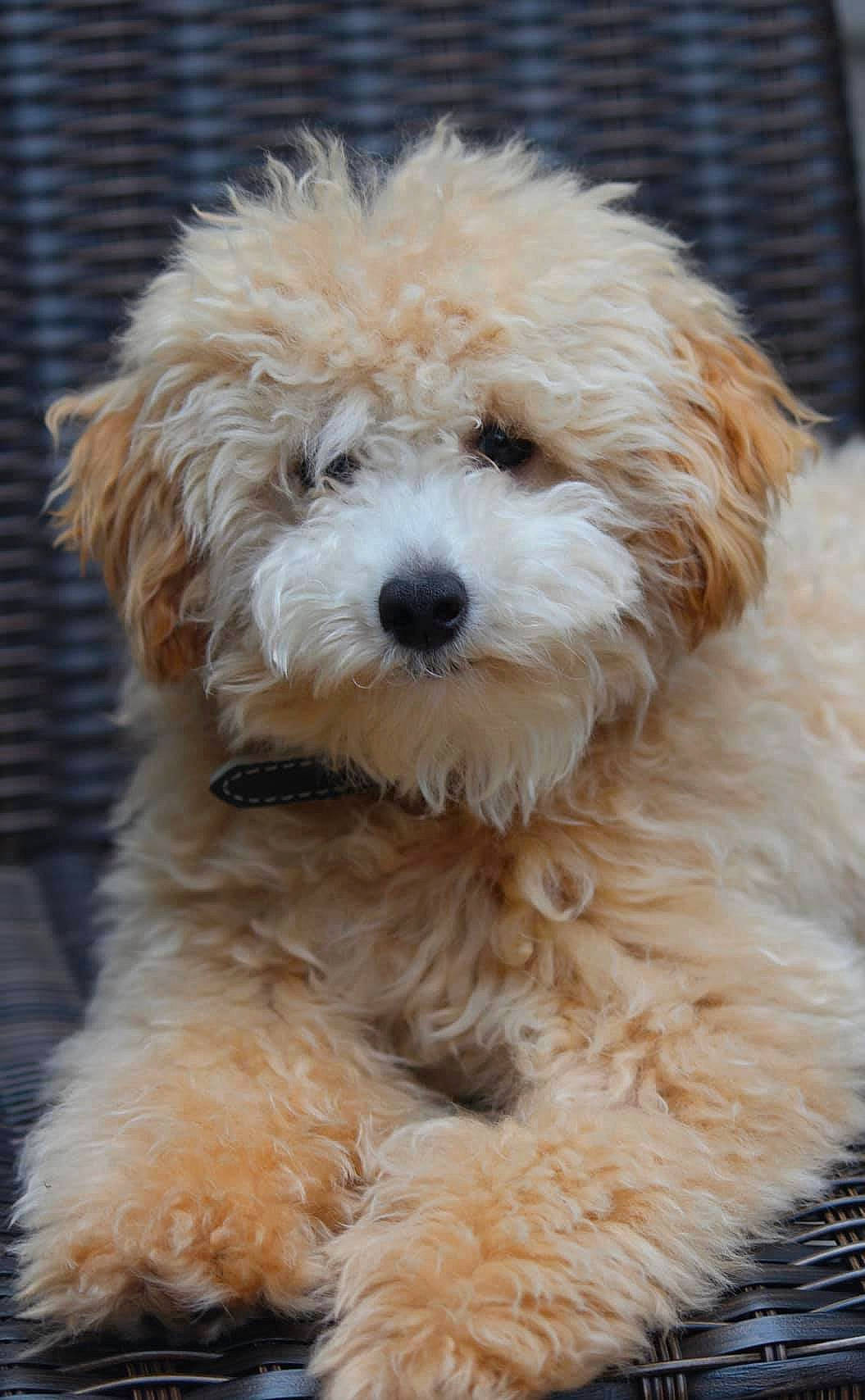 Sir Beldon joined the competition — help win amazing prizes! canidae, carnivore, cavachon, cavapoo, cockapoo, companion_dog, dog, dog_breed, dutch_smoushond, havanese, maltepoo, mammal, miniature_poodle, poodle_crossbreed, puppy, schnoodle, shih_poo, terrier, toy_poodle, vertebrate