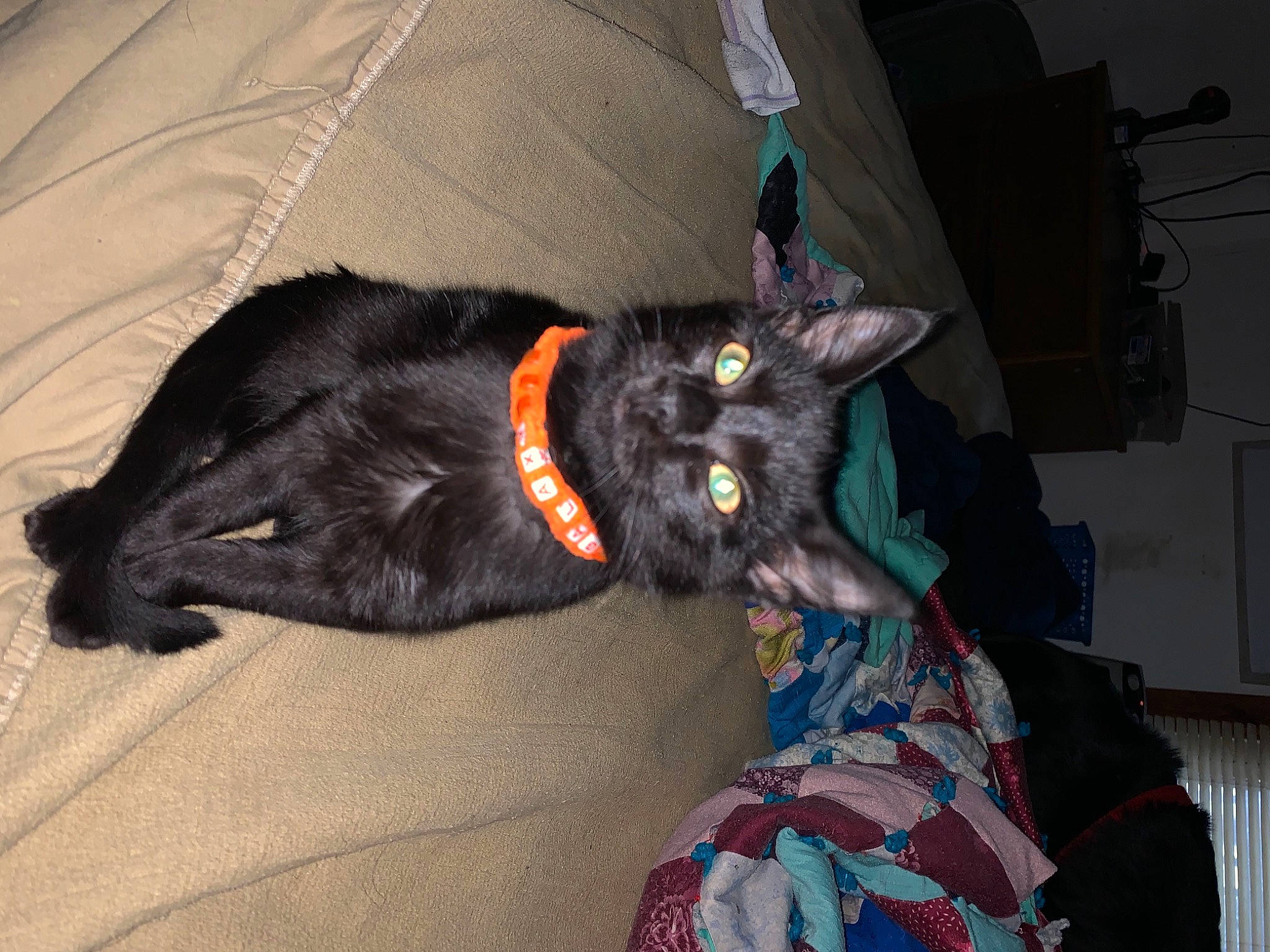 Galaxy joined the competition — help win amazing prizes! black_cat, bombay, canidae, carnivore, cat, claw, comfort, dog_breed, domestic_short_haired_cat, ear, felidae, fur, grey, room, sitting, small_to_medium_sized_cats, snout, sporting_group, tail, whiskers