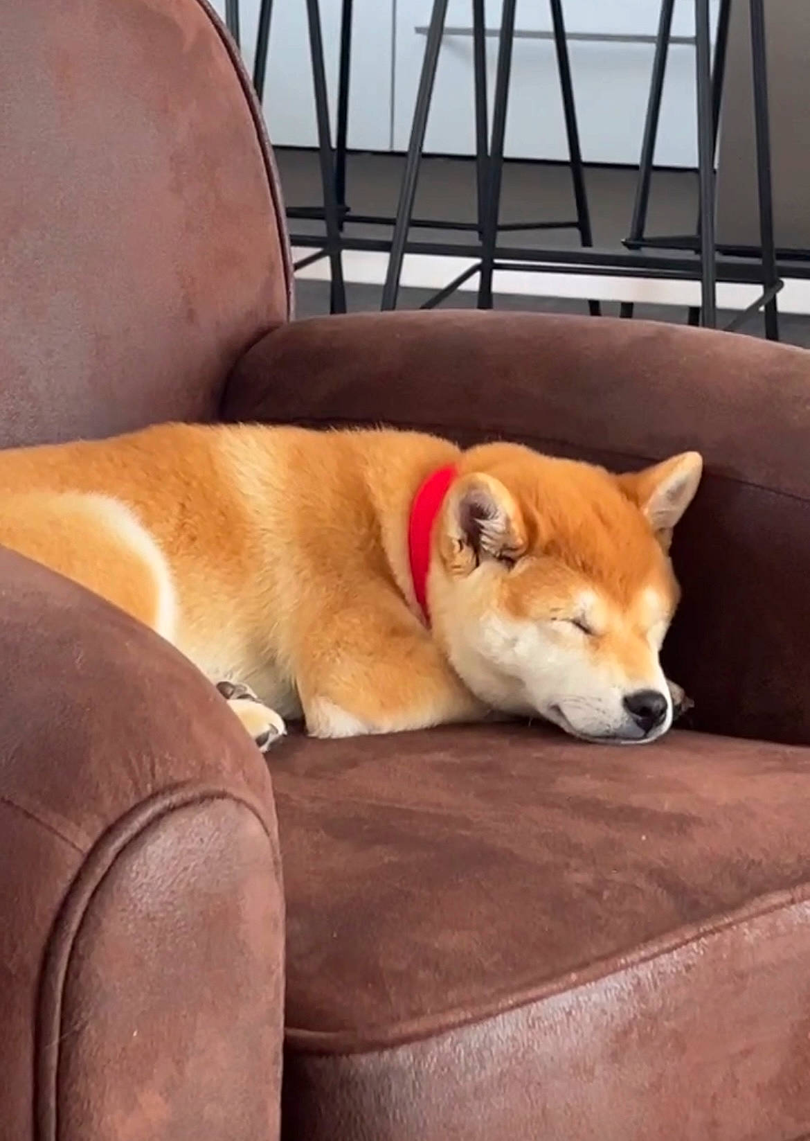 Una participe au concours pour gagner de l'argent avec cette photo : canidae, carnivore, chair, collar, comfort, companion_dog, dog, dog_bed, dog_breed, dog_supply, fawn, fence, hardwood, pet_supply, snout, spitz, sporting_group, tail, wood, working_animal