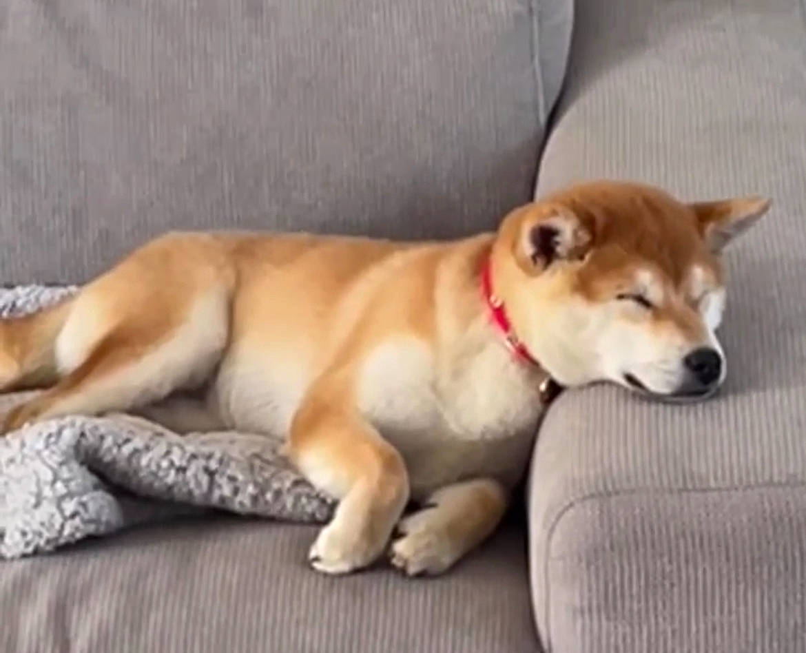 Una participe au concours pour gagner de l'argent avec cette photo : ancient_dog_breeds, canidae, carnivore, collar, companion_dog, dog, dog_breed, dog_supply, fur, non_sporting_group, paw, puppy, spitz, sporting_group, tail, terrestrial_animal, toy, whiskers, working_animal