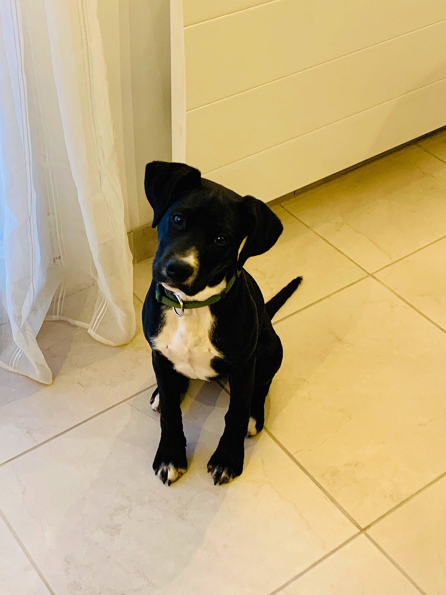 Prada participe au concours pour gagner de l'argent avec cette photo : american_pit_bull_terrier, borador, canidae, carnivore, companion_dog, dog, dog_breed, fawn, floor, flooring, non_sporting_group, patterdale_terrier, pit_bull, puppy, rare_breed_dog, snout, sporting_group, staffordshire_bull_terrier, tail, tile