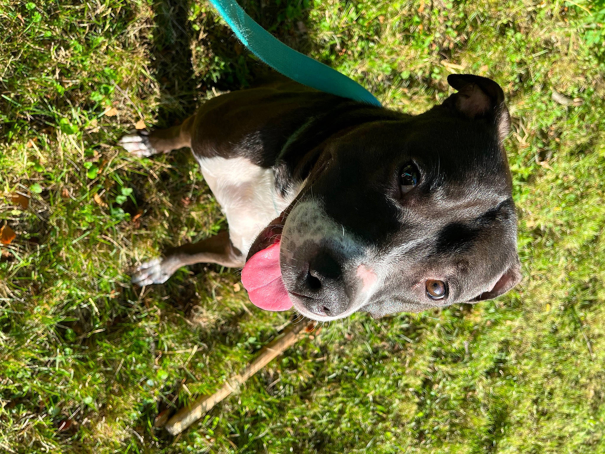 Scout is registered to the contest to win money with this photo: adventure, canidae, carmine, carnivore, collar, companion_dog, dog, dog_breed, dog_collar, dog_supply, fashion_accessory, fawn, grass, plant, snout, sporting_group, terrestrial_animal, whiskers, working_animal, working_dog