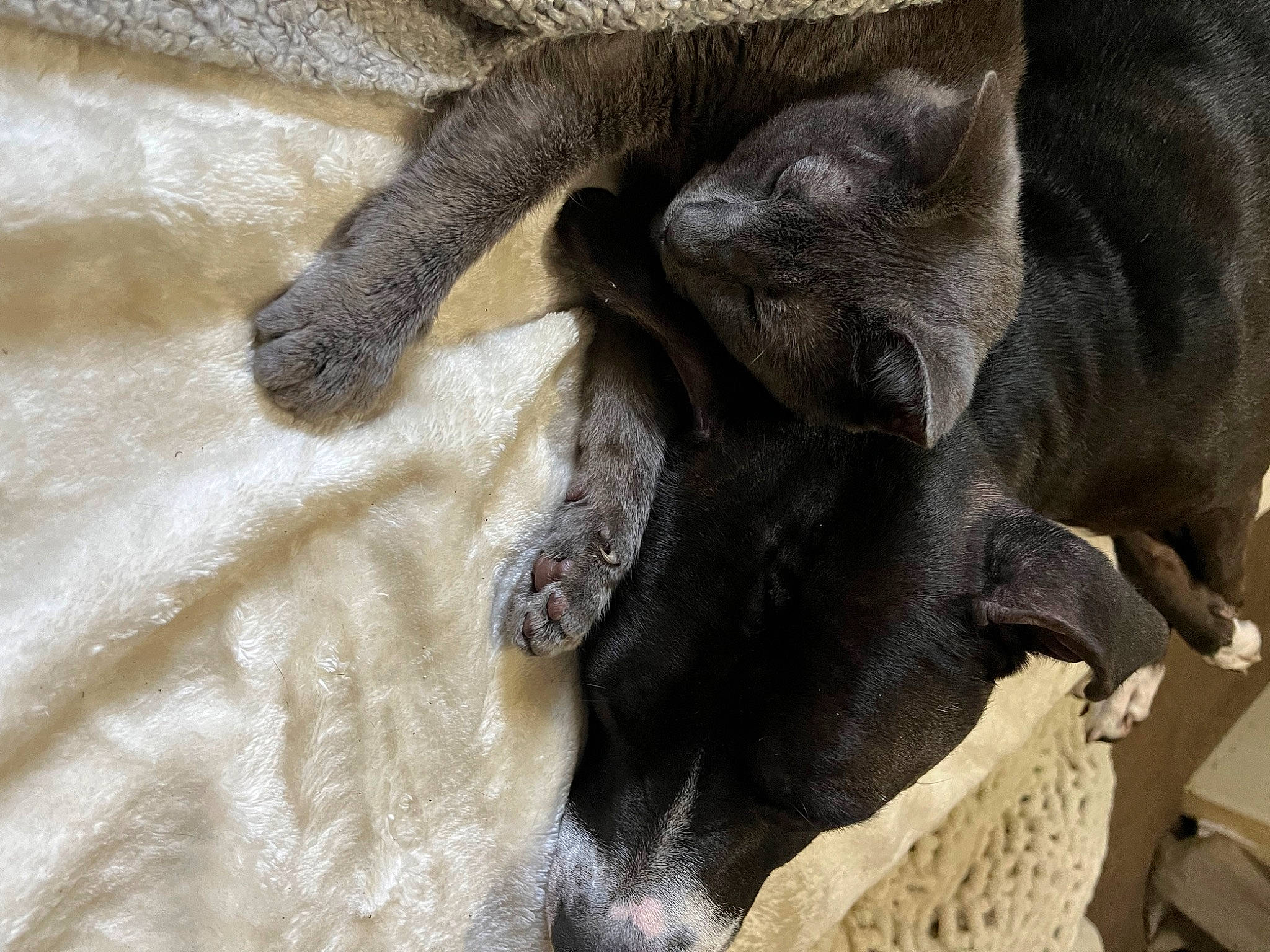 Scout joined the competition — help win amazing prizes! black_cat, carnivore, cat, cat_furniture, cat_supply, claw, comfort, dog_breed, domestic_short_haired_cat, fawn, felidae, fur, grey, russian_blue, small_to_medium_sized_cats, snout, tail, terrestrial_animal, whiskers, working_animal