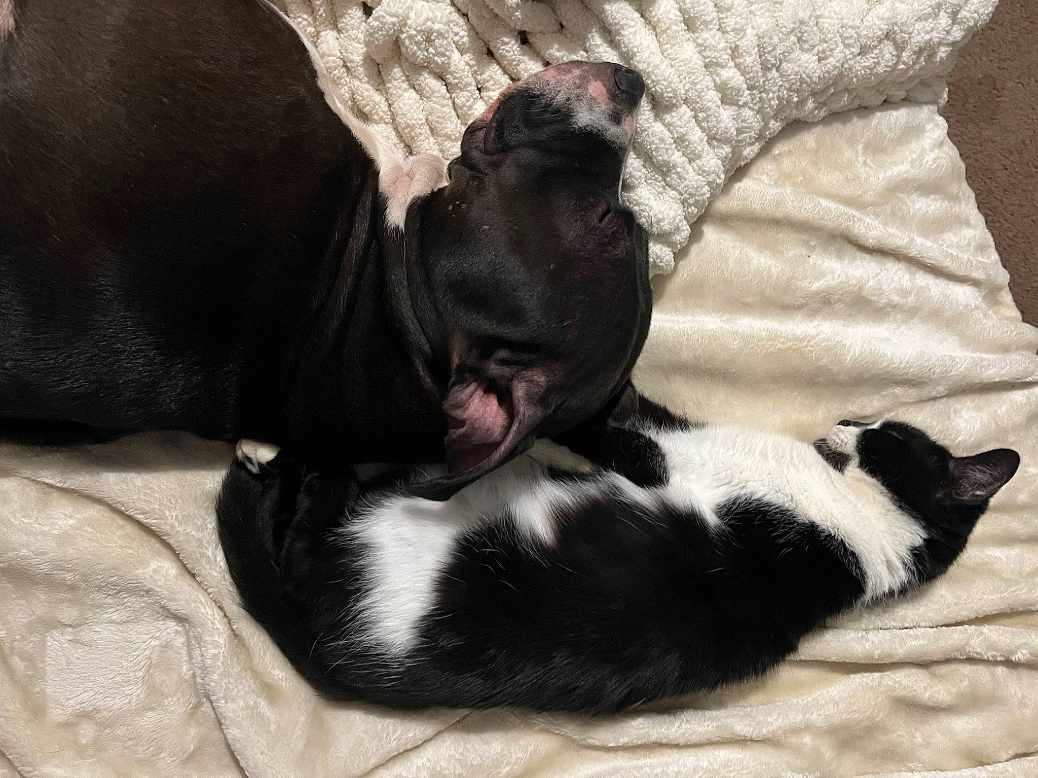 Scout is registered to the contest to win money with this photo: carnivore, cat, comfort, companion_dog, dog_breed, felidae, fur, grey, linens, non_sporting_group, tail, terrestrial_animal, whiskers, working_animal