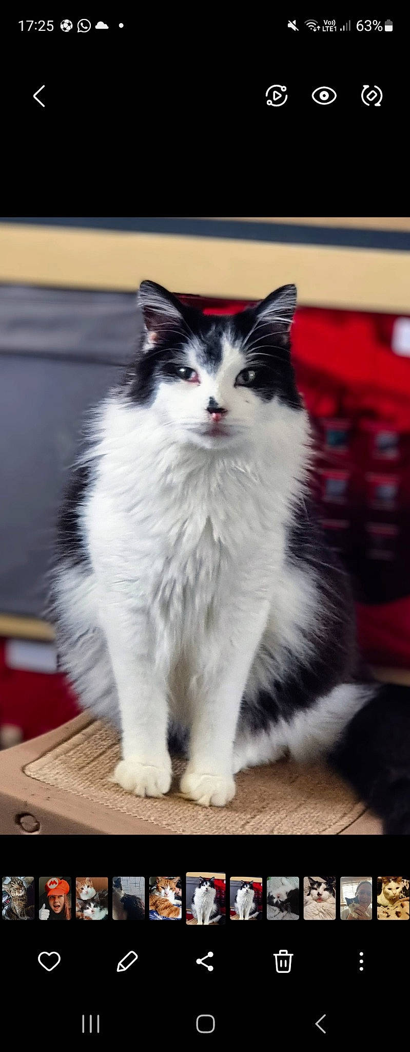 Waverly joined the competition — help win amazing prizes! art, carnivore, cat, claw, domestic_short_haired_cat, eye, felidae, fur, monochrome_photography, paw, sitting, small_to_medium_sized_cats, snout, tail, whiskers