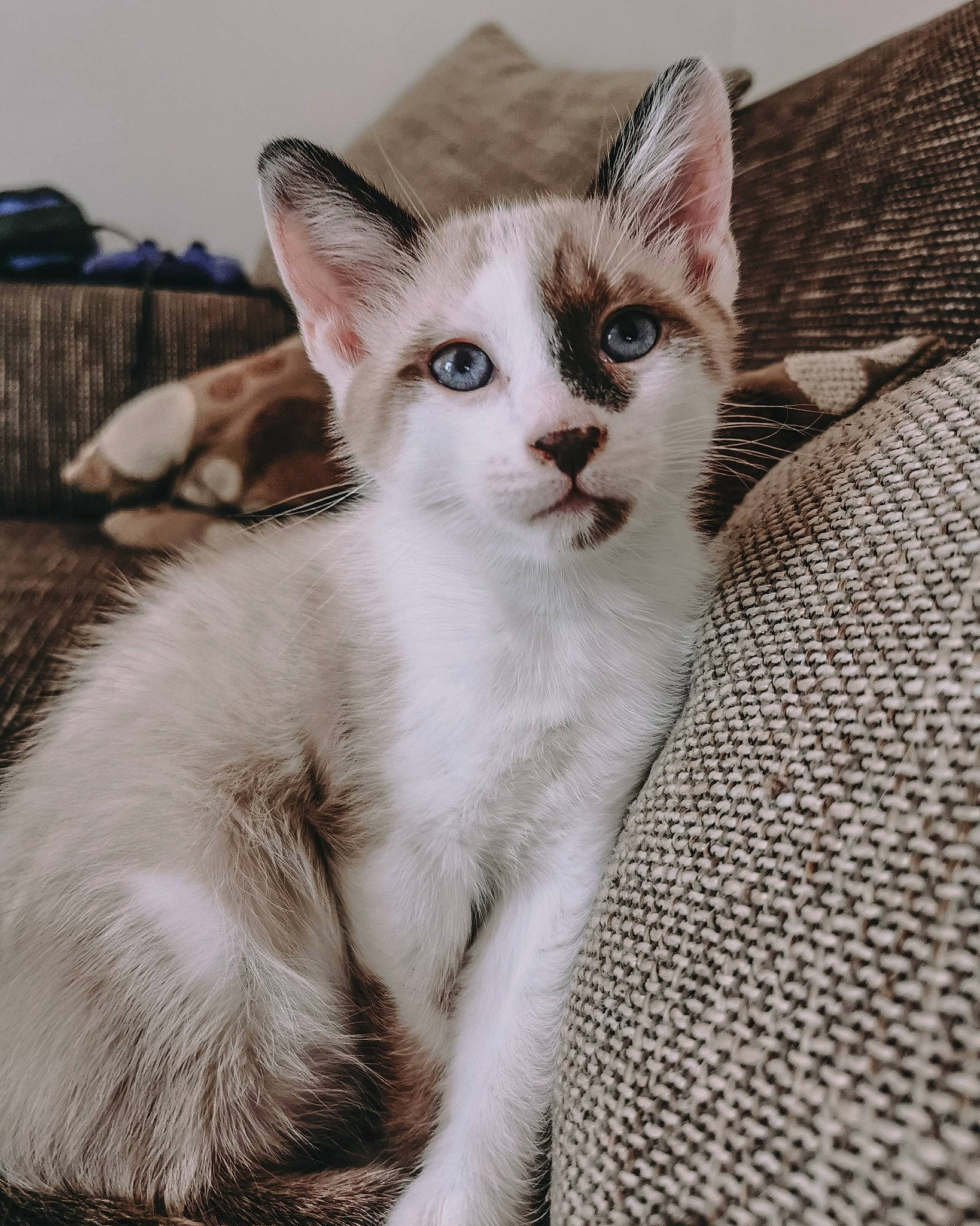 Scar a rejoint le concours — aidez-le/la à gagner de superbes lots ! carnivore, cat, domestic_short_haired_cat, fawn, felidae, fur, iris, paw, small_to_medium_sized_cats, snout, tail, terrestrial_animal, whiskers, window