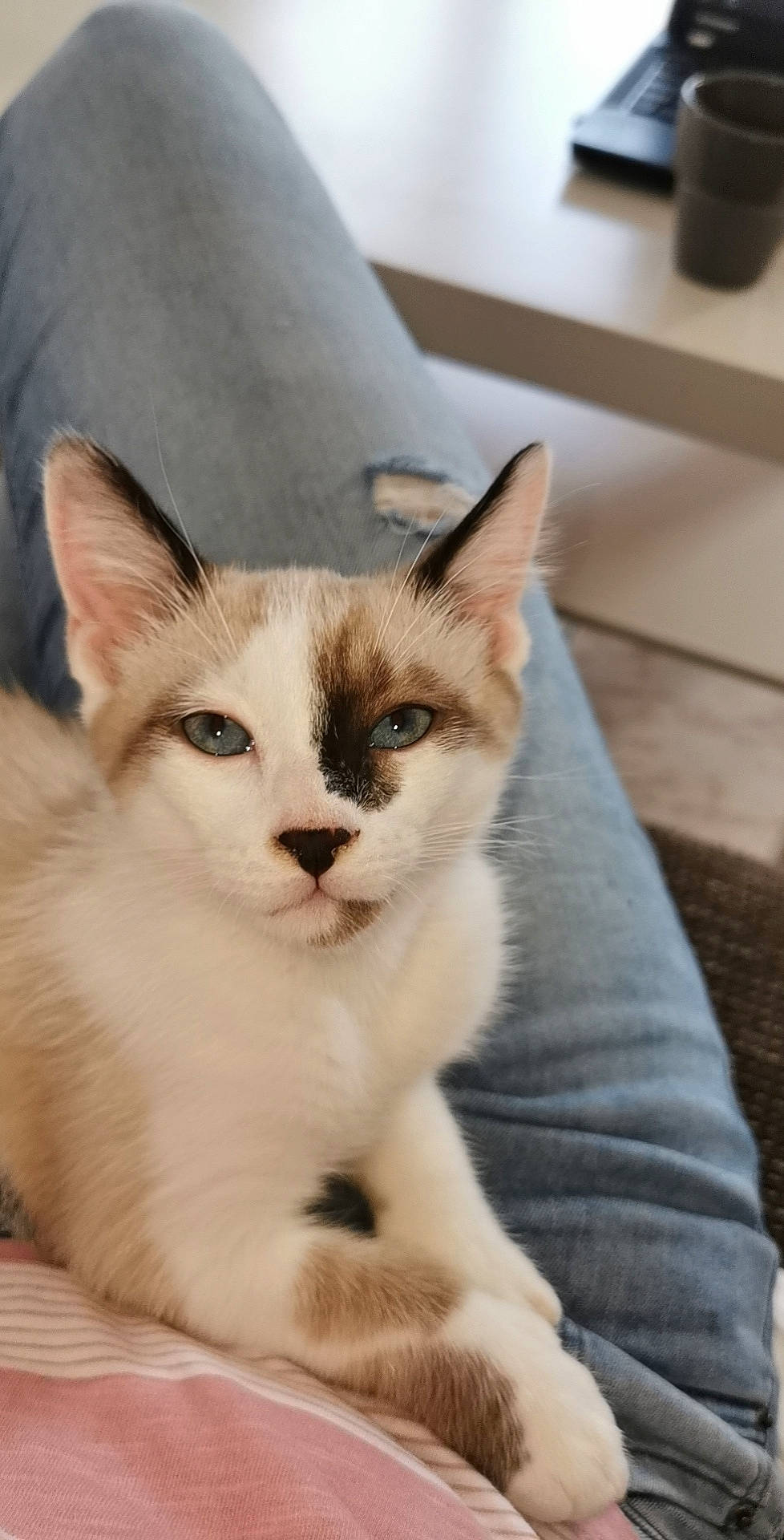 Scar participe au concours pour gagner de l'argent avec cette photo : balinese, carnivore, cat, cat_furniture, comfort, domestic_short_haired_cat, fang, fawn, felidae, fur, paw, small_to_medium_sized_cats, snout, tail, terrestrial_animal, thai, whiskers, window, wood